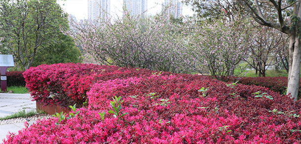 池州職業(yè)技術學院 - 最美大學