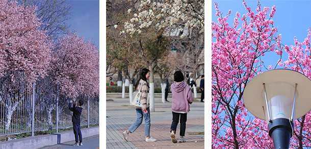 山東農(nóng)業(yè)大學 - 最美大學