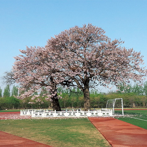 山東女子學(xué)院-大學(xué)文化