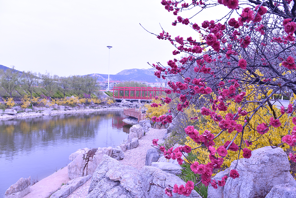 青島黃海學(xué)院 早安青春