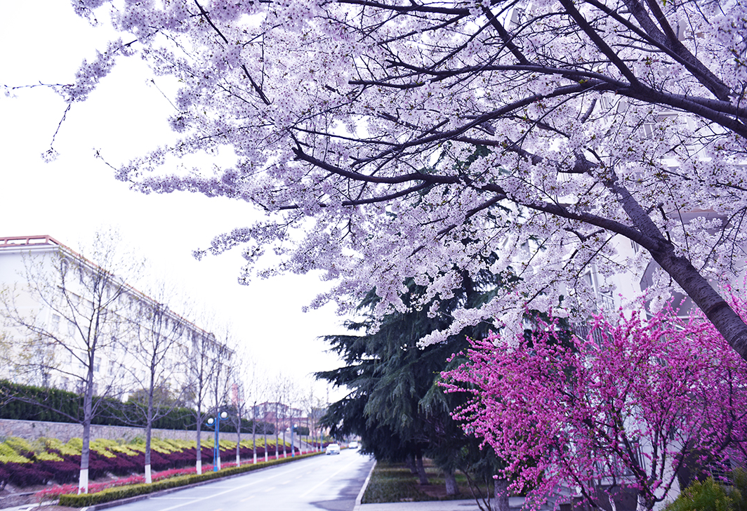 青島黃海學(xué)院-校園風景
