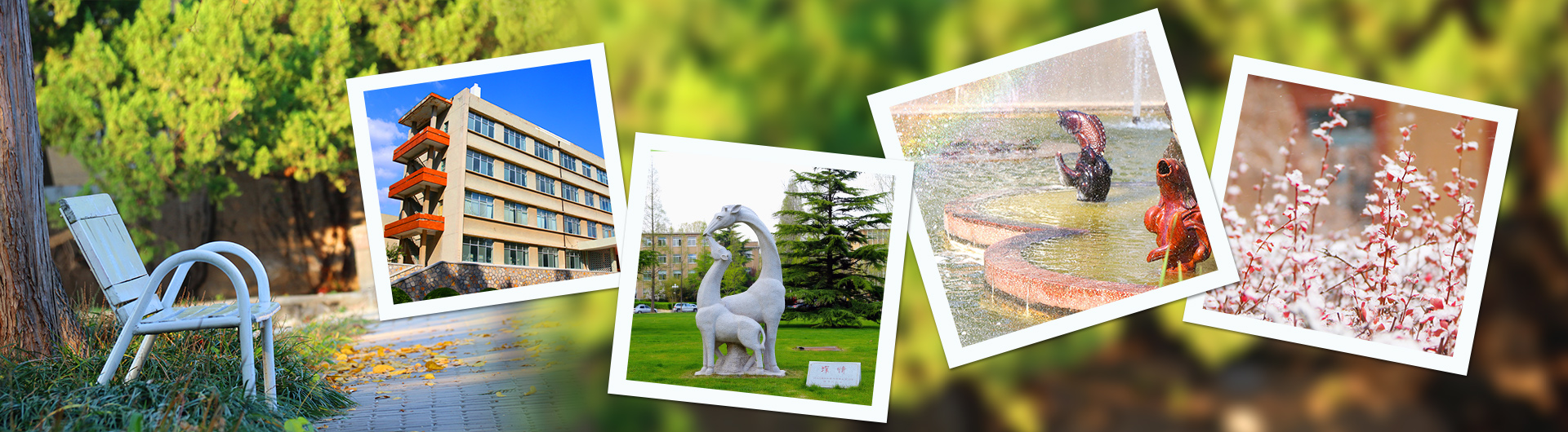 青島農業(yè)大學海都學院-校園風景