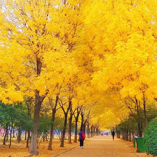 齊魯工業(yè)大學-最美校園