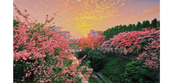 廣州軟件學院 - 最美大學
