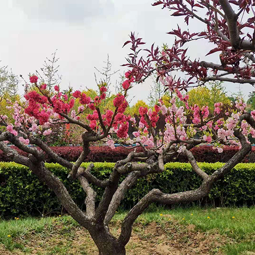中國消防救援學(xué)院-最美校園