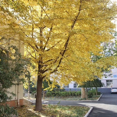 我的大學(xué)