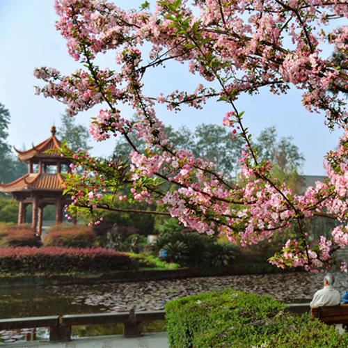 陌上花開(kāi)