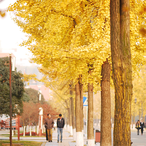 我的大學(xué)