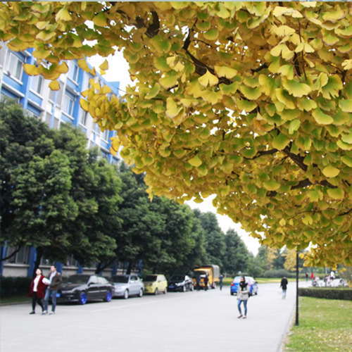 電子科技大學成都學院-大學文化