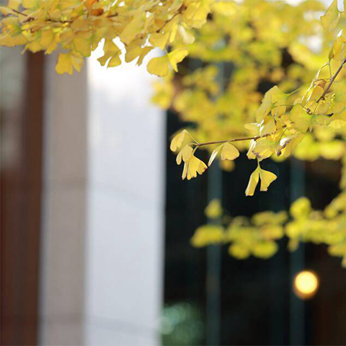 四川大學(xué)錦江學(xué)院
-最美校園