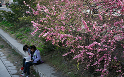 歷史沿革(概)校史