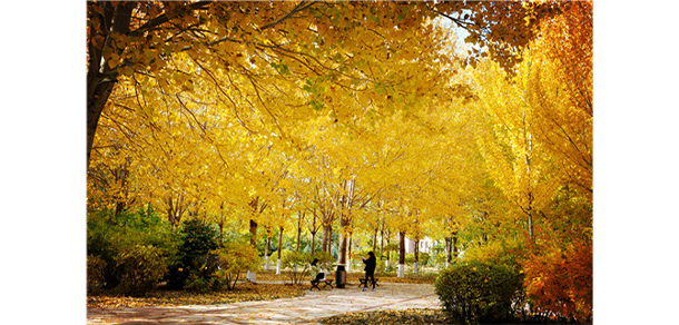 我的大學(xué)-大學(xué)志