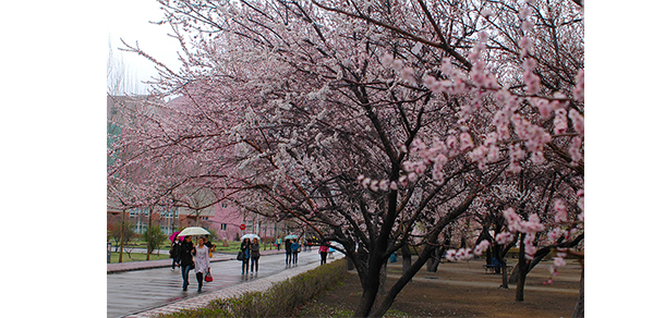 我的大學(xué)-大學(xué)志